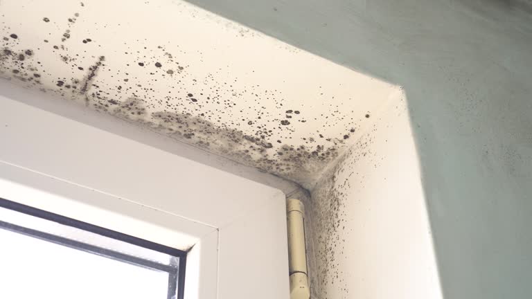 Best Comprehensive Air Testing for Mold Contaminants  in Sturtevant, WI